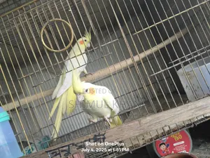 হেভি প্যারট ককটেল পাখি বিক্রি