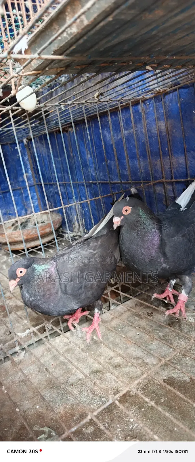 Pair of Pigeons