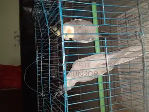 Cheep Birds