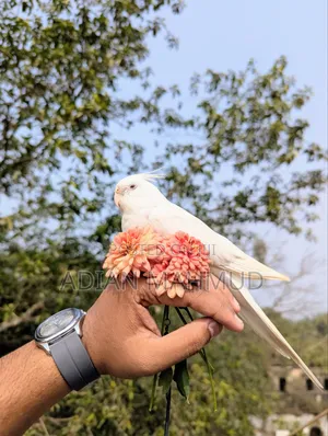 Albino Tem Cocatail