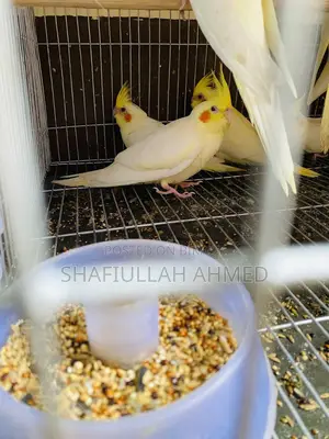 Lutino Pearl Cockatiel