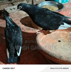 এক জোড়া দুবাই কবুতর ফুল ফ্রেশ। বেবি নিউ পরার লাল পট্টি
