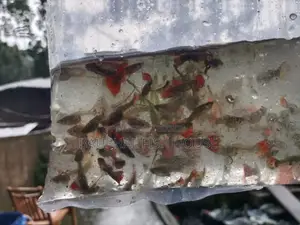 Fancy Mix Guppy
