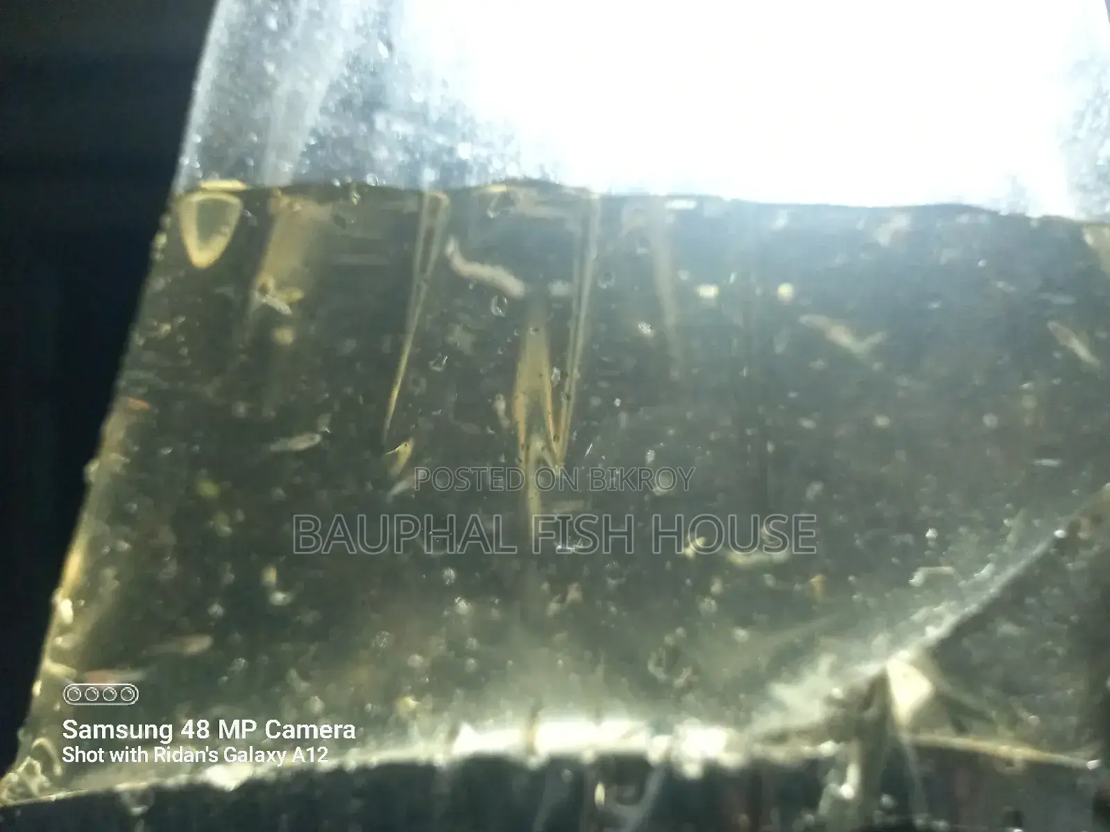 Guppy Fry 0-20 (500 Pcs)