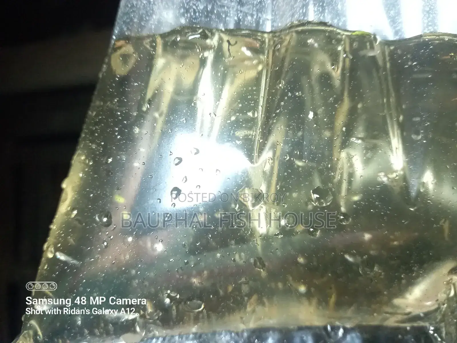 Guppy Fry 0-20 (500 Pcs)