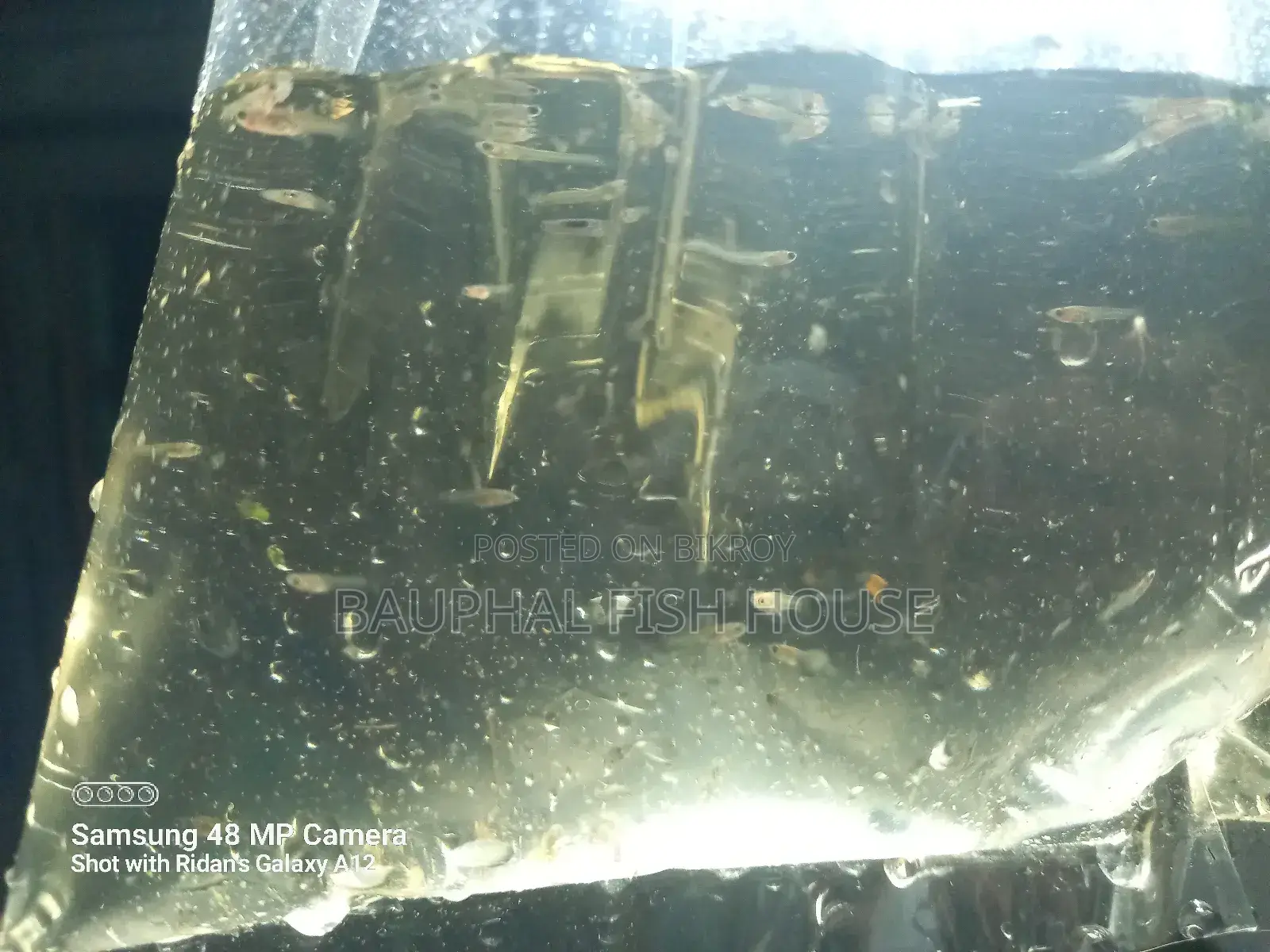 Guppy Fry 0-20 (500 Pcs)