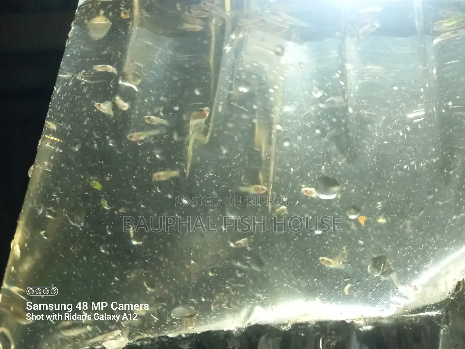 Guppy Fry 0-20 (500 Pcs)