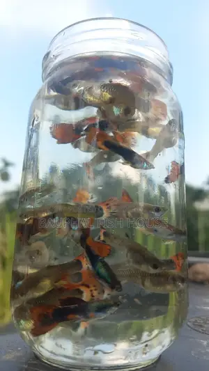 Fancy Mix Breeding Pairs