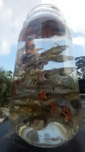 Fancy Mix Breeding Pairs