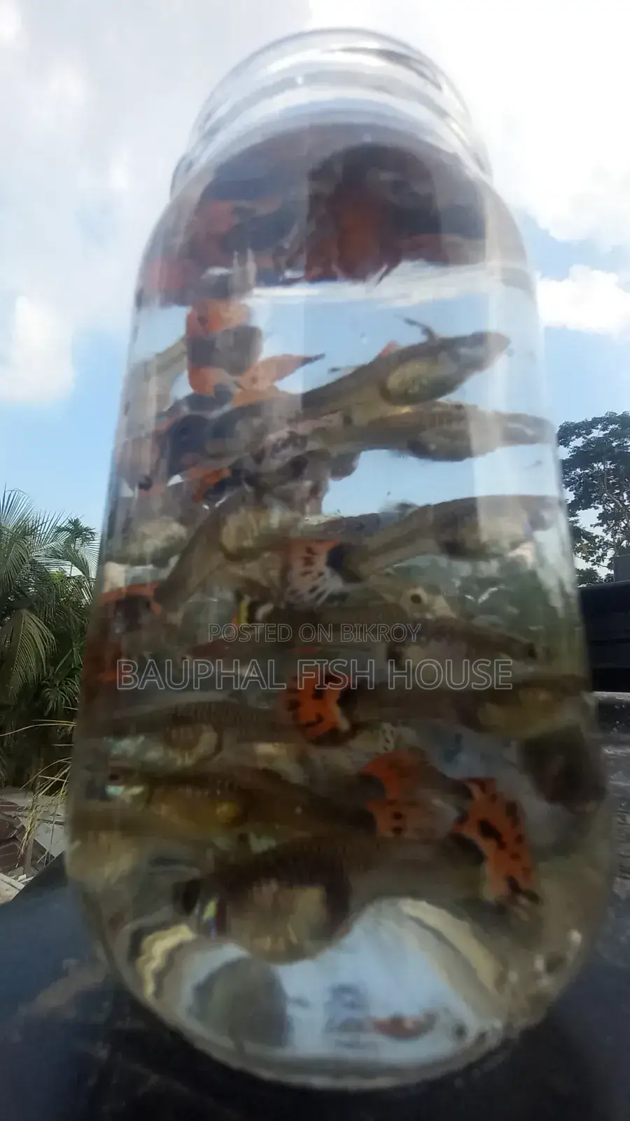 Fancy Mix Breeding Pairs
