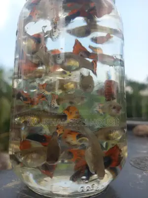 Fancy Mix Breeding Pairs