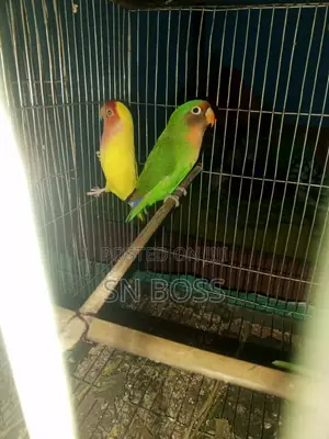 Love Bird Breeding Pair