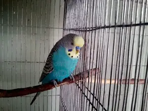 বাজিগর পাখি