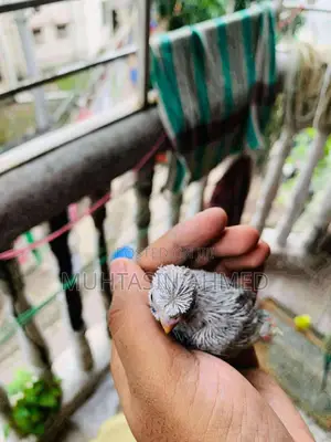 টেম সাইজ ক্রেস্টেড বাজিগার