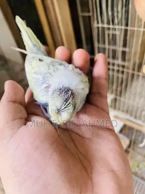 টেম সাইজ ক্রেস্টেড বাজিগার