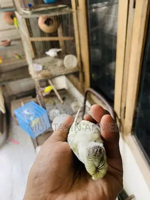 টেম সাইজ ক্রেস্টেড বাজিগার