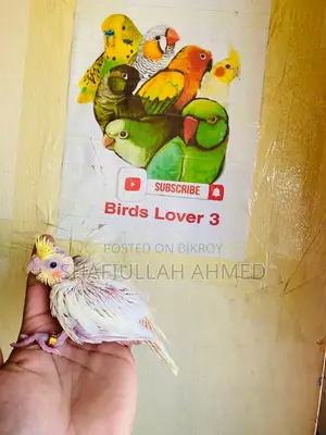 লুটিনো পার্ল ককাটেল
