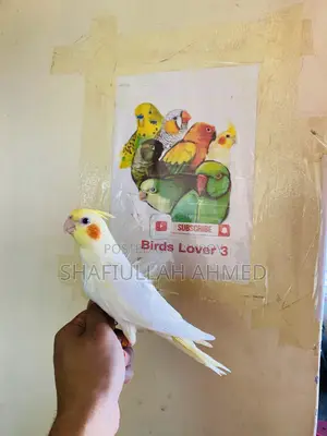লুটিনো ককাটেল 2.5 Months Age