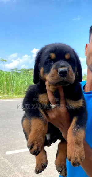 1-3 Months Male Purebred Rottweiler
