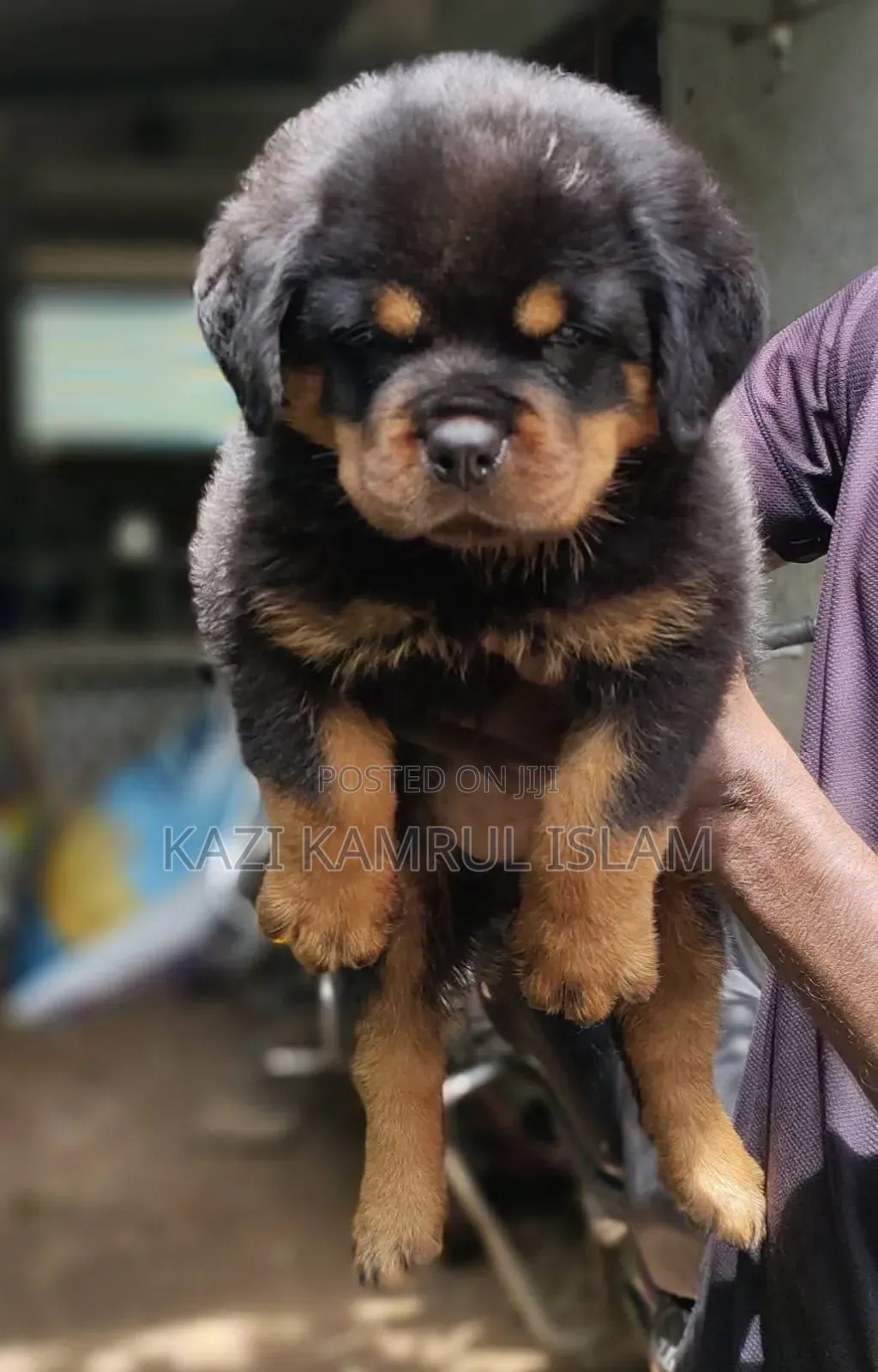 1-3 Months Male Purebred Rottweiler