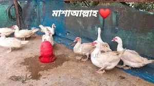 Muscovy Duck