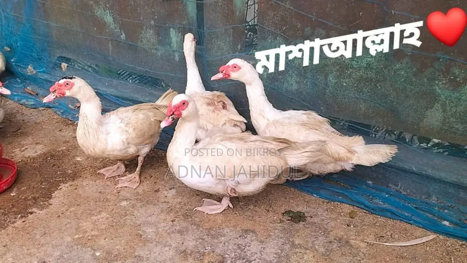 Muscovy Duck