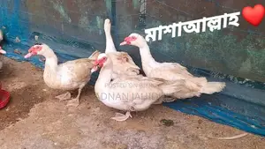 Muscovy Duck