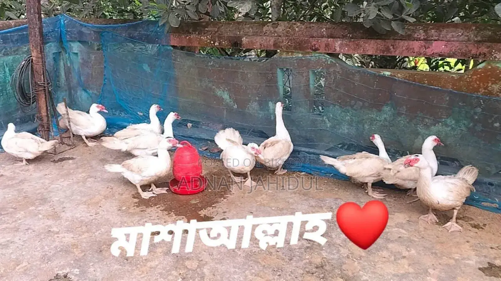 Muscovy Duck
