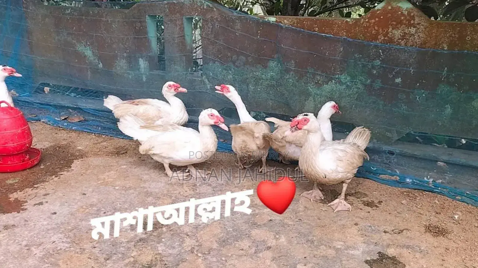 Muscovy Duck