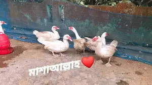 Muscovy Duck