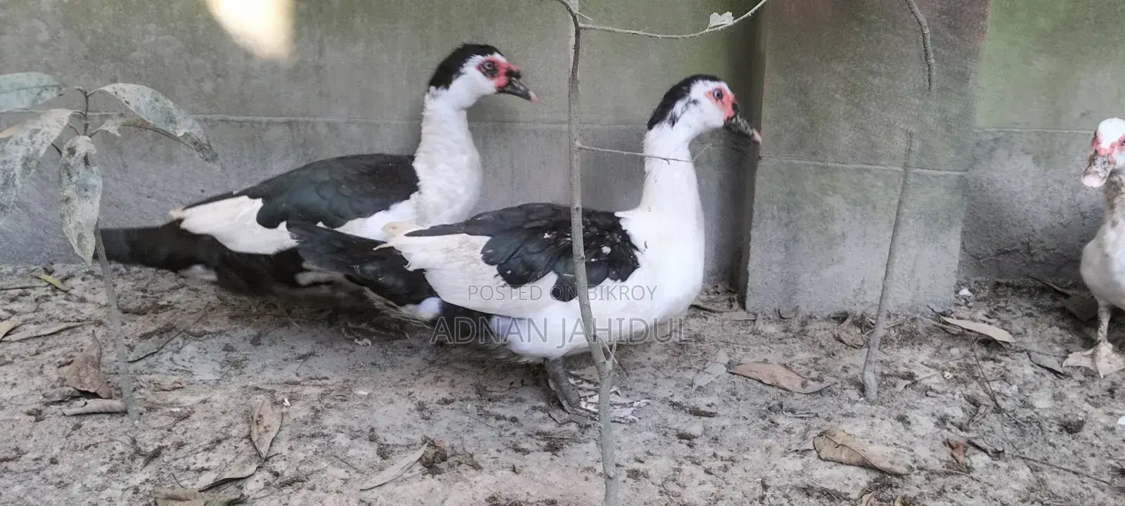 Muscovy Duck