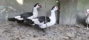 Muscovy Duck