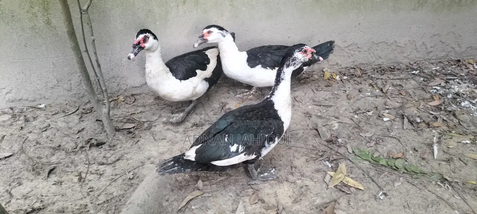 Muscovy Duck