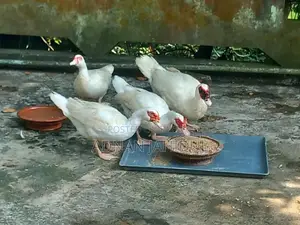 Muscovy Duck