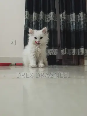 1-3 Months Female Purebred Turkish Angora