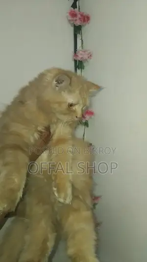 6-12 Months Female Purebred Persian