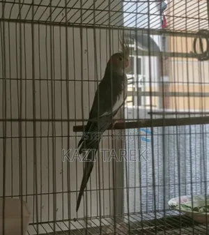 ১ পিস গ্রে কোকাটেল | 1 Piece Grey Cockatiel