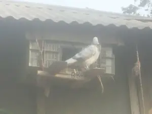 গিরিবাজ মাদি হাই কয়ালিটির