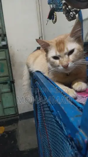১+ বছর বয়সী পুরুষ মিশ্র জাতের পার্সিয়ান
