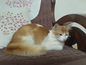 ১+ বছরের পুরুষ মিক্সড ব্রিড টার্কিশ ভ্যান