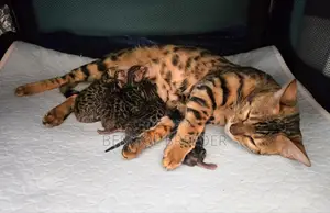 1-3 months Female Purebred Bengal
