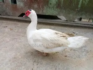 Chinese Duck Male for Sale
