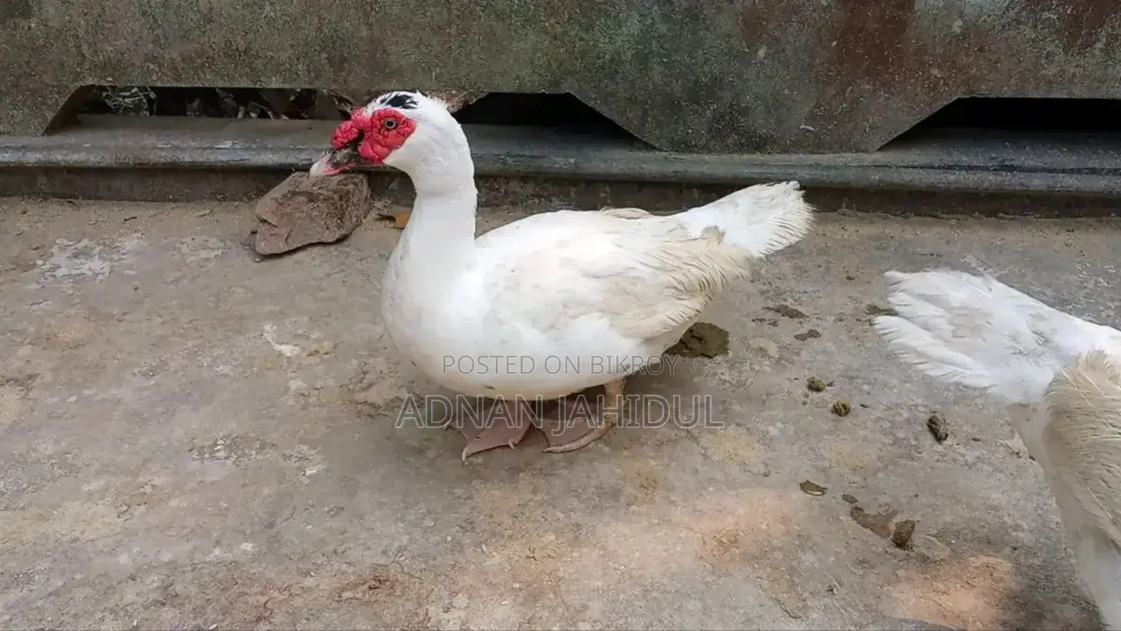 Chinese Duck Male for Sale