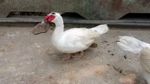 Chinese Duck Male for Sale