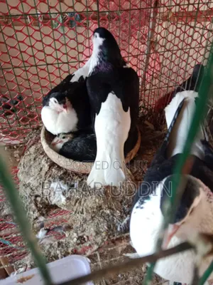 সিরাজি কবুতর