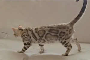 ৬-১২ মাস বয়সী মহিলা বিশুদ্ধ বেঙ্গল
