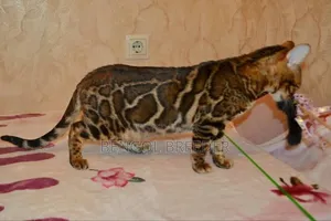 ১+ বছর বয়সী পুরুষ বিশুদ্ধ বেঙ্গল