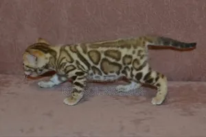 ১-৩ মাস বয়সী মহিলা বিশুদ্ধ বেঙ্গল