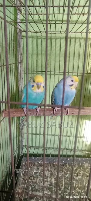 এক জোড়া রেমবো মাস্টার পেয়ার