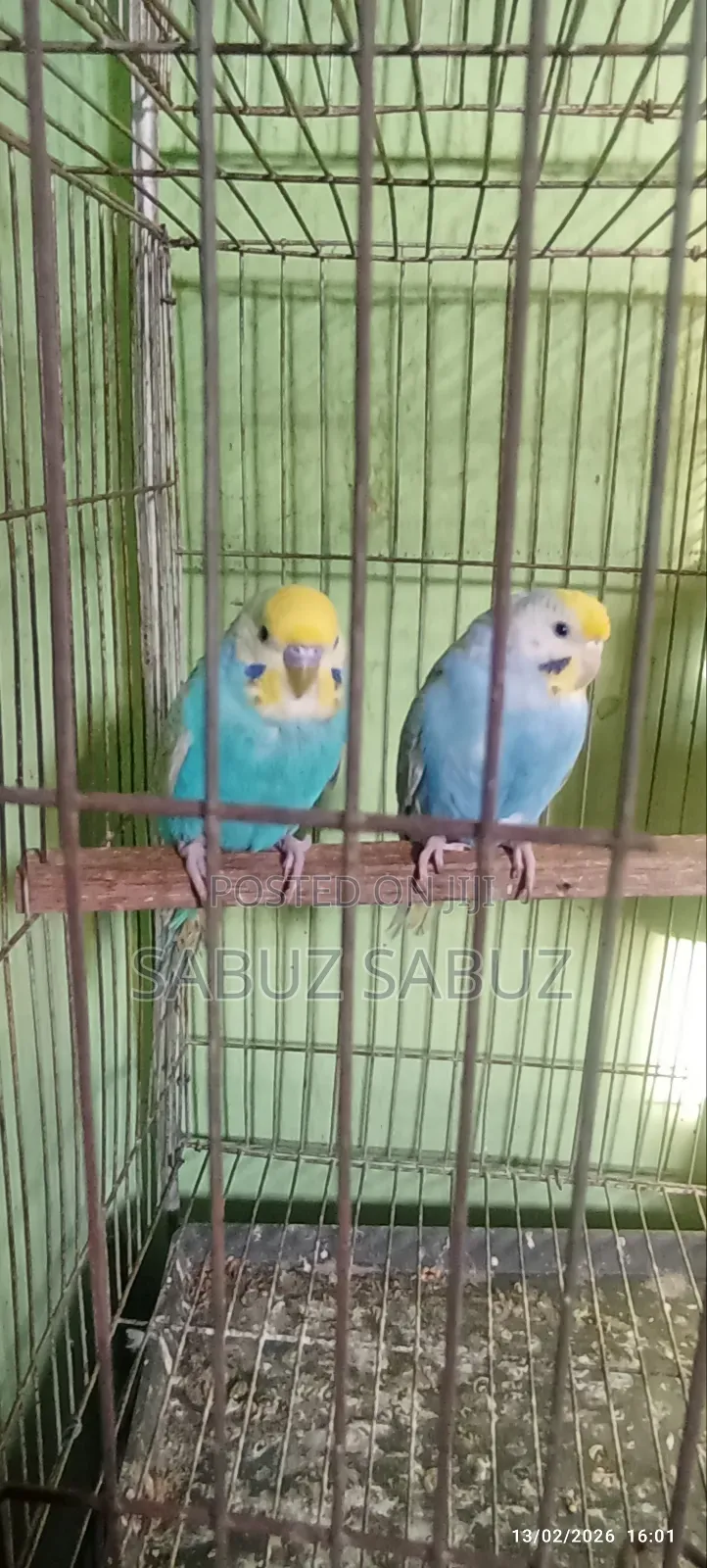 এক জোড়া রেমবো মাস্টার পেয়ার